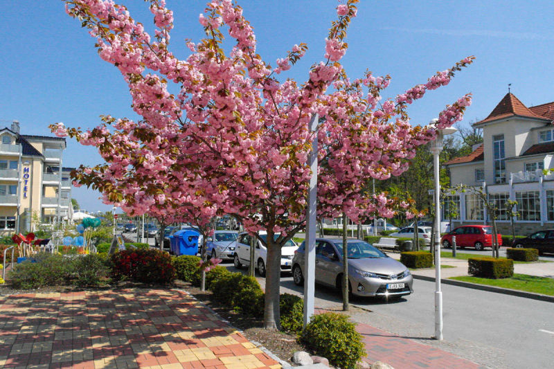 Im Frühling vorm Haus